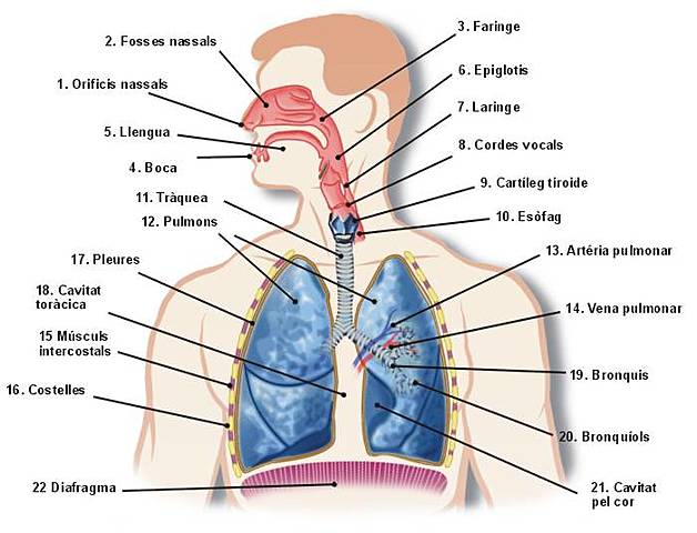 Sistema Respiratori