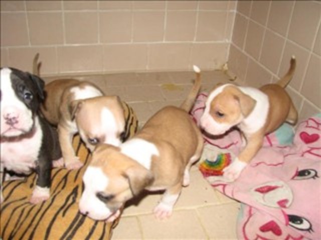 My dog had some puppies