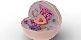 CÈL.LULES EUCARIOTES