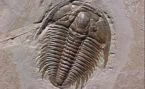 Trilobites