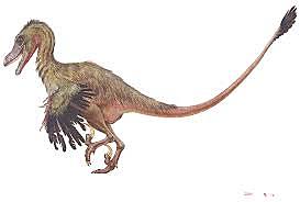 Velociraptor