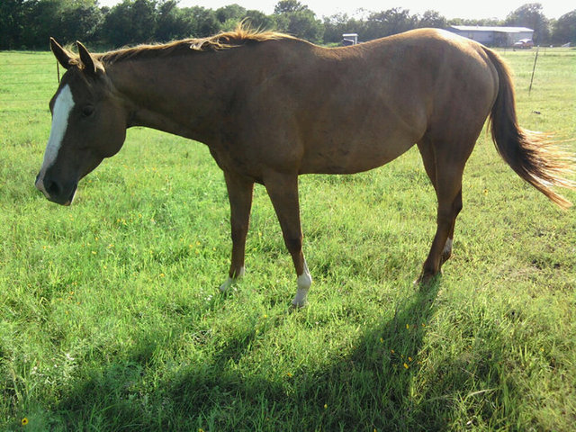 I got my 2nd horse, Baby