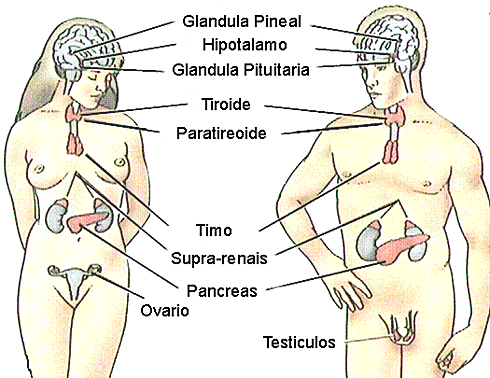 Descripción de órganos y glándulas