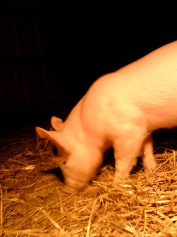 I bought my pigs ,Lavern and Shirley