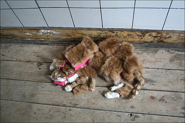 Mc Gruff van Tinkebell