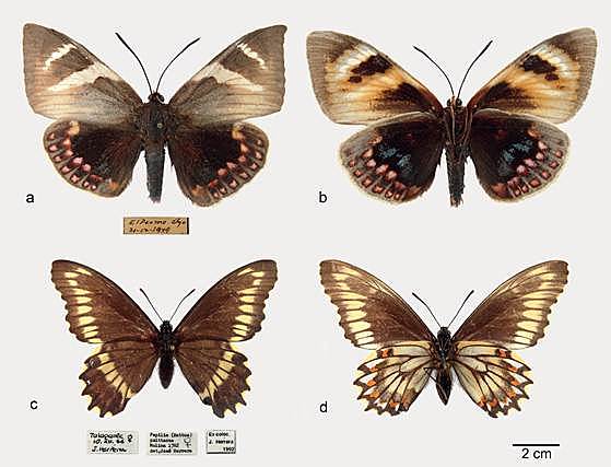 Es fa la primera traducció al castellà de "El origen de las especies"