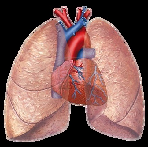 MAGDI YACOUB Y JOHN WALLWORK