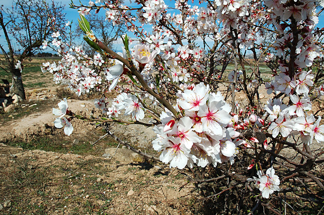 Early Spring Gives Some Experts Chills