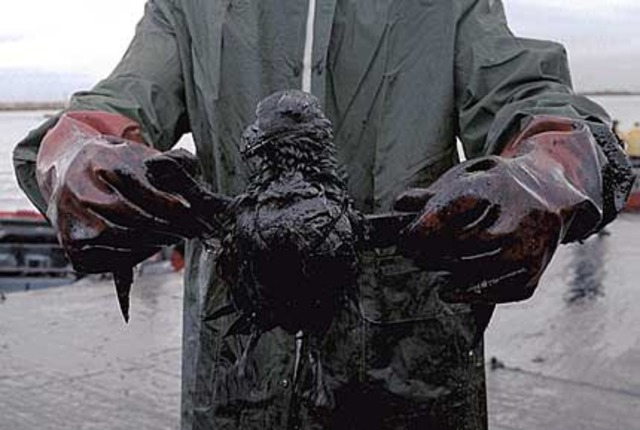 BP Oil Spill in the Gulf