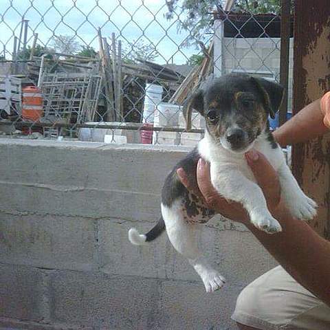 PRIMER PERRO: AKILES