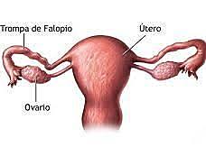 Vesalius describe los “testículos femeninos”