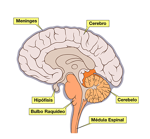 Vesalius describe la glándula hipófisis