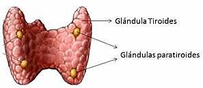 Sandstrom hace la primera descripción de las paratiroides