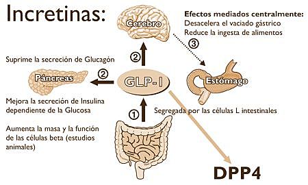 Erlick describe el efecto de secreción intestinal de insulina (incretina).