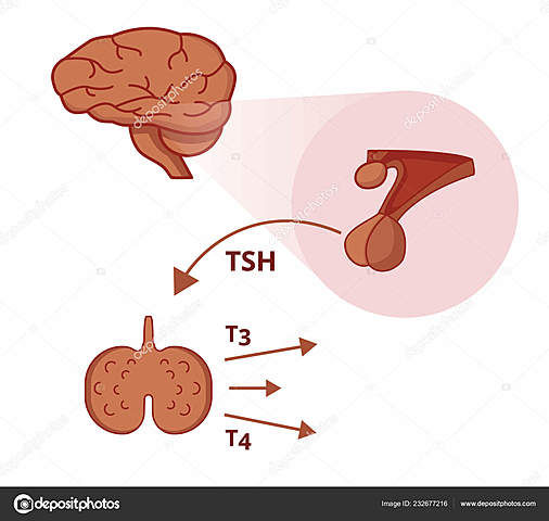 Braverman, Ingba y Sterling descubren la conversión de T4 a T3.