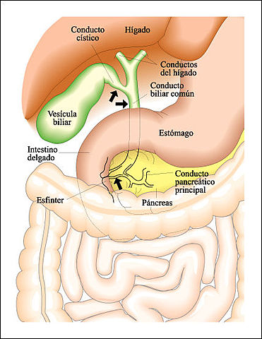 Creutzfeldt identifica el péptido inhibidor gástrico (GIP)