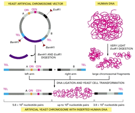Maynard Olson and colleagues at Washington University inventer "yeast chromosomes," or YACs, which are expression vectors for large protiens.