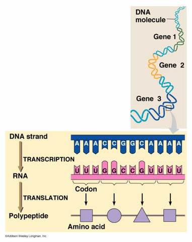Ron Breaker coined the term riboswitch for part of an mRNA molecule that can regulate its own activity and therefore gene expression.