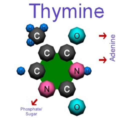 Sanger and Gilbert found a way to seguence DNA.  Given an unkown piece of DNA, they were able to read the correct order of bases of adenine, cytosine, guanine and thymine.
