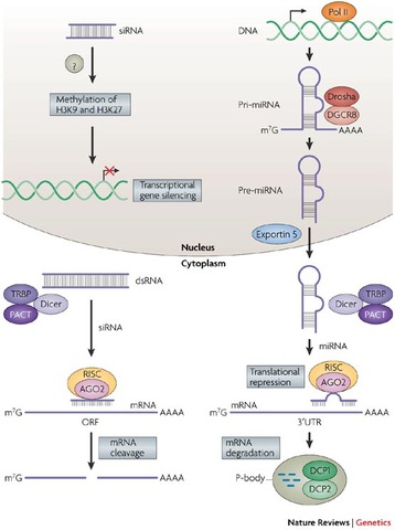 Andrew Fire and Craig Mello discovered RNA interfence, silencing of genes, in the worm C. elegans.