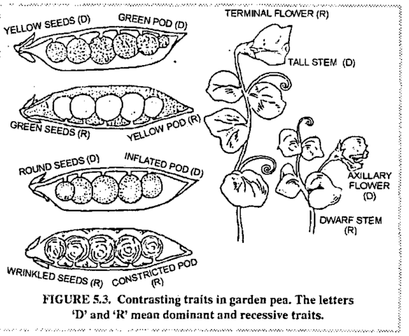 Gregor Mendel discovered the simple laws id inheritance of traits that allowed one to pick the outcome of crosses with certain traits.