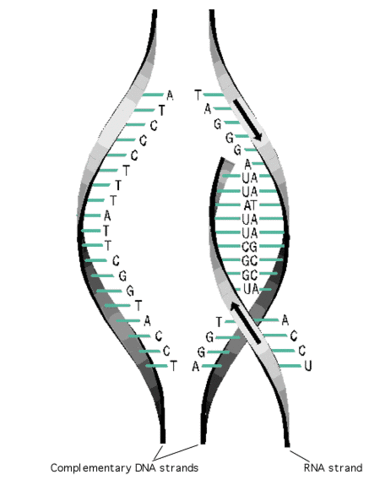 Chargaff showed that adenine pairs with thymine and cytosine pairs with guanine