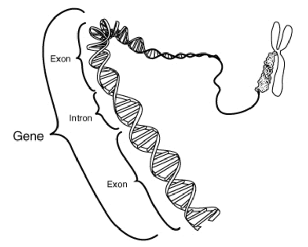 Beadle and Tatum "one gene, one enzyme"