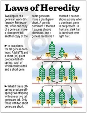 Avery, McCarty, and McLeod DNA is hereditary