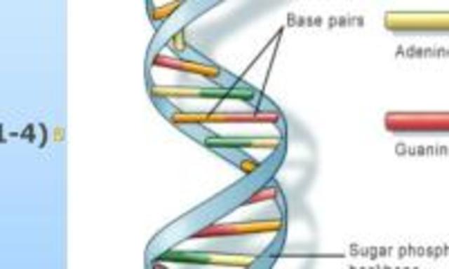 Chargaff showed that in DNA the number if units of adenine equaled those of thymine and number in cytosine equaled guanine.