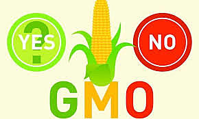 GMO's Were Sold Commercially