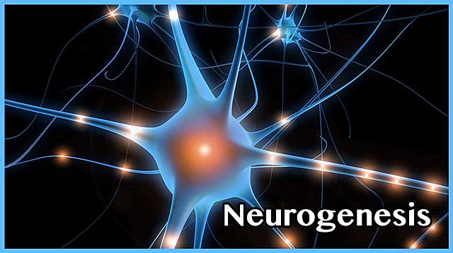 Día 18 de la fertilización