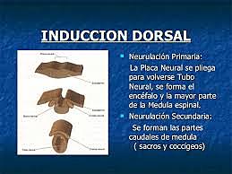 3-4 Semanas de gestación