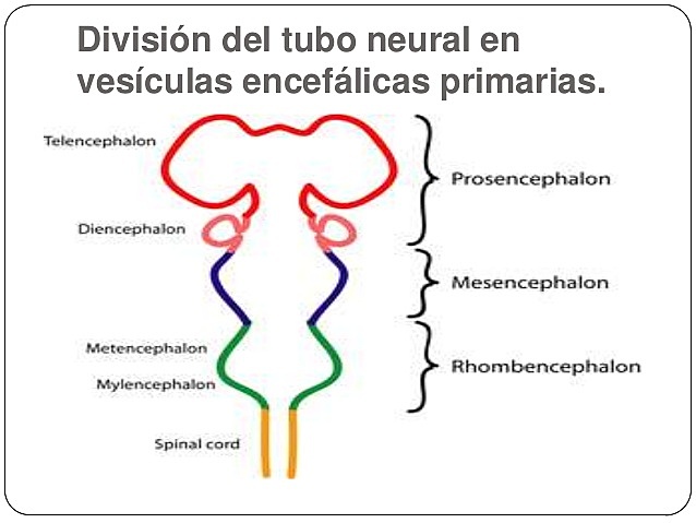Día 32 de gestación