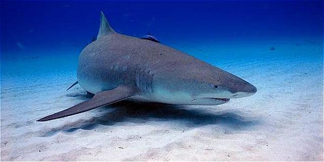 Científicos rastrearán tiburones azules en Galápagos por primera vez