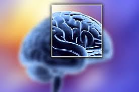 Día 180 de gestación