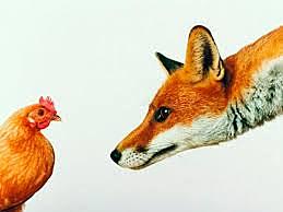 Gallinas mataron a un zorro que invadió su corral en Francia