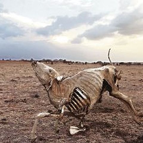 Intensa sequía causa la muerte de animales en Casanare