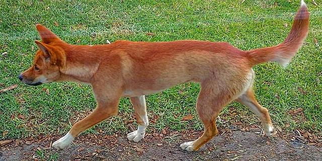 Un estudio afirma que el dingo es una especie única en Australia