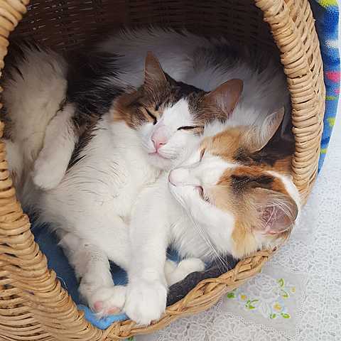 My cats