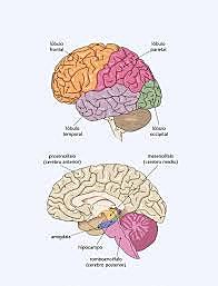 Edad: 10 años de vida
