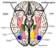 Edad: 11 años de edad