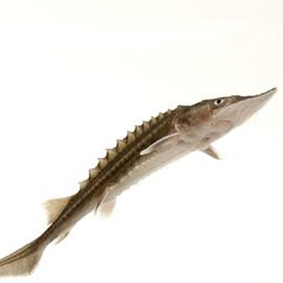Timeline: Kootenai River White Sturgeon (Bony Fish)  Conservation Timeline