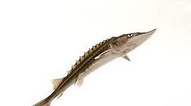 Timeline: Kootenai River White Sturgeon (Bony Fish)  Conservation Timeline