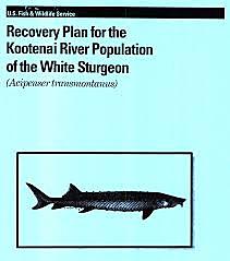 Recovery Plan initiated by The U.S. Fish and Wildlife Service