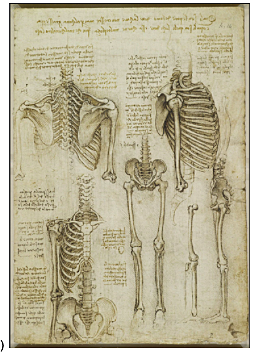 1500 - Tegningen af Leonardo da Vinci