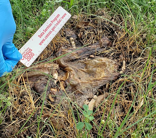 Day 8 of Decomposition of Chicken Little