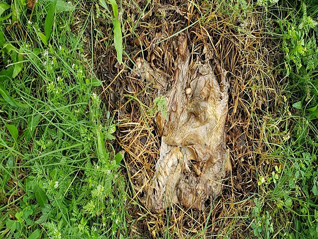 Day 7 of Decomposition of Chicken Little