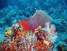 Microbiologia Marina