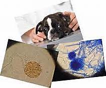 Microbiologia Veterinaria