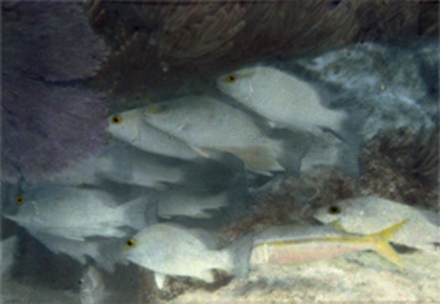 First Underwater Color Photo